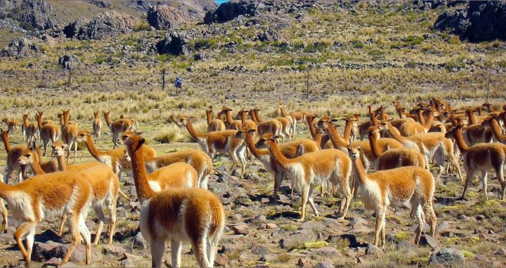 TOUR RESERVA DE PAMPAS GALERAS